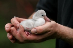 First Flamingo Chicks Hatch! | WWT