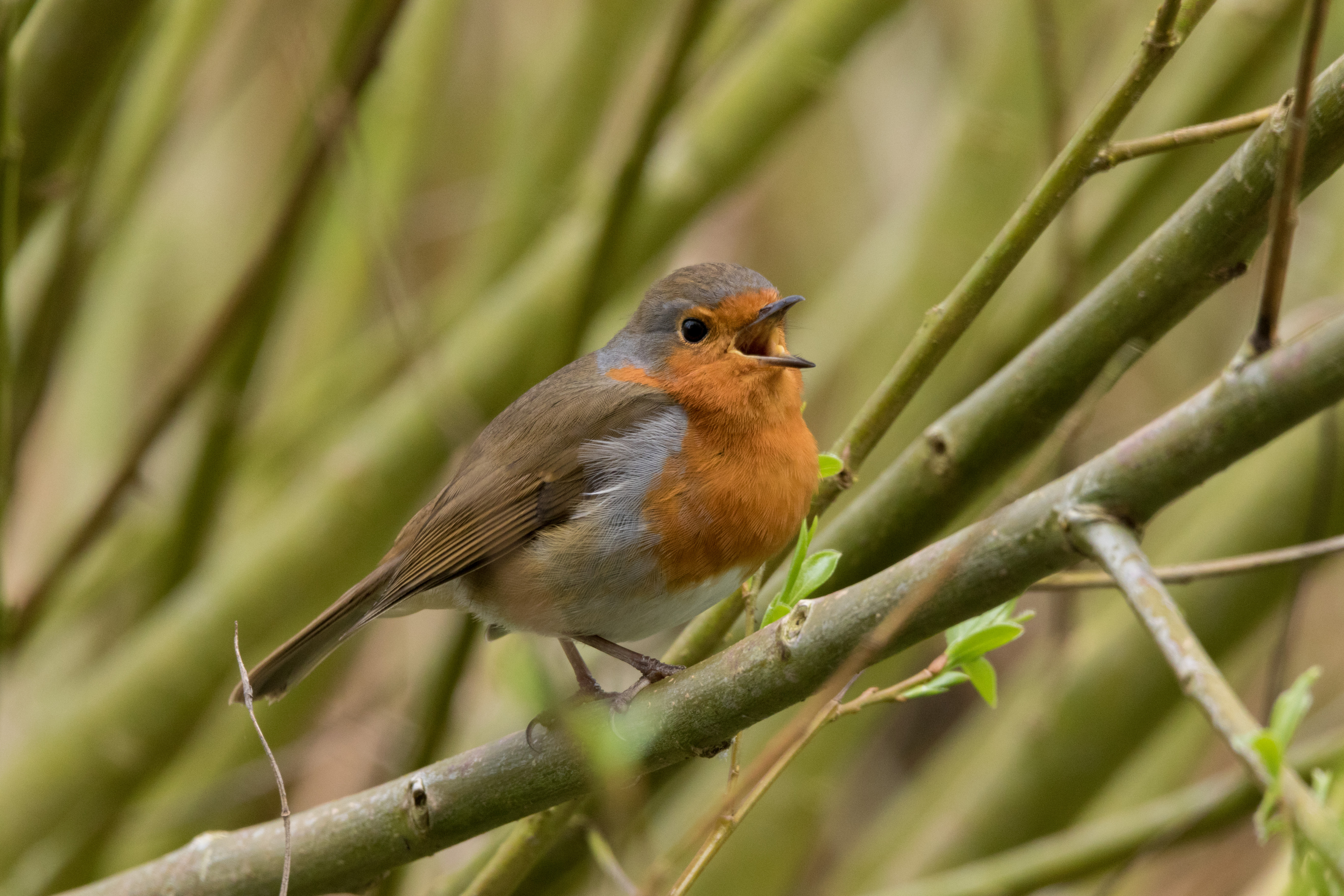 Wild Walk - whose song is that?