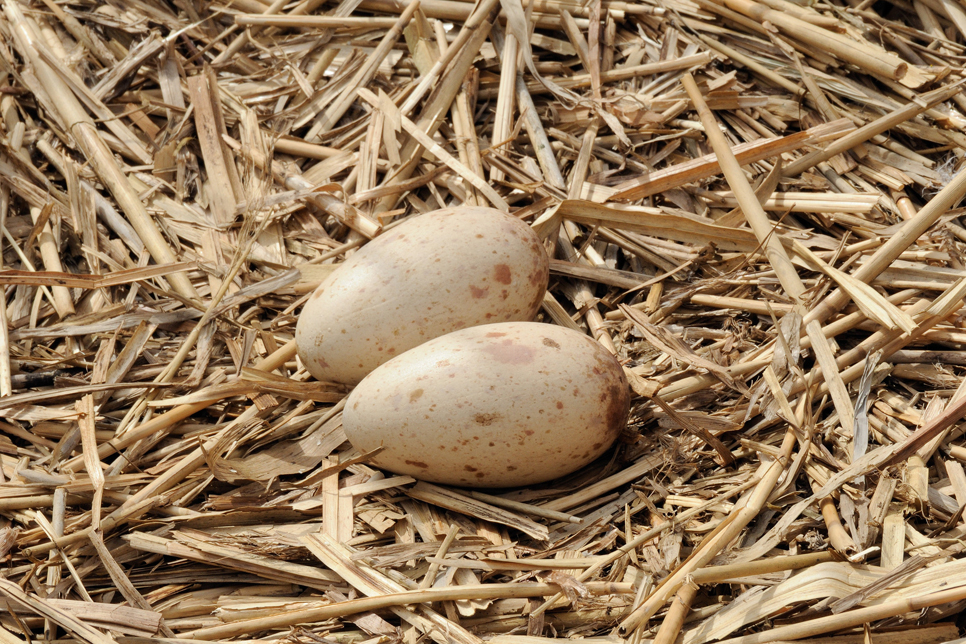 Egg to Duckling Exhibition