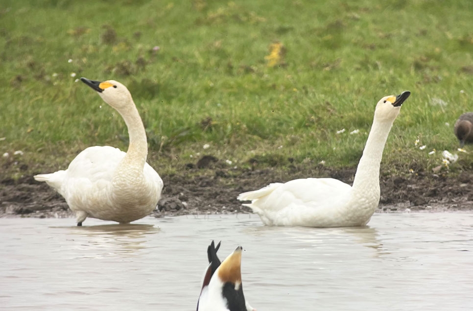 Bewick’s swans knock on the doors at WWT Slimbridge