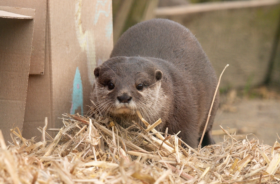 Meet our otter