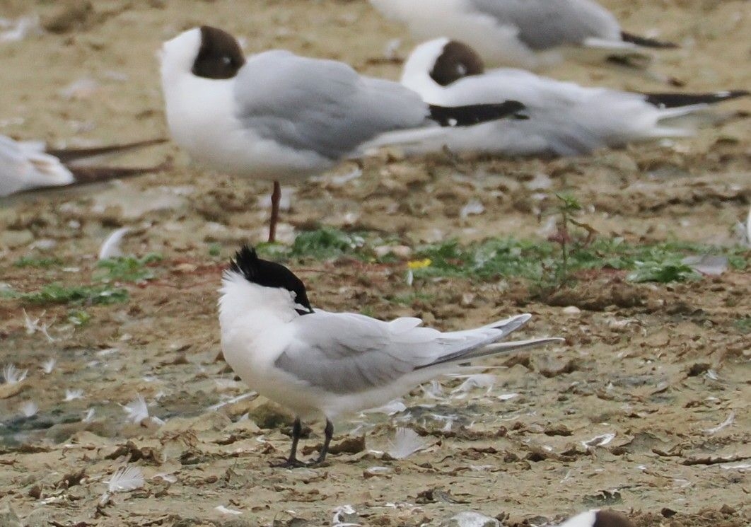Sandwich Terns, Green Sandpipers and Cattle Egrets