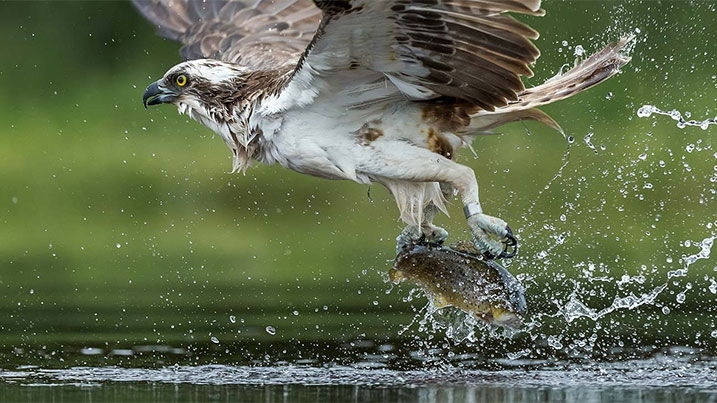 Wildlife at WWT Caerlaverock