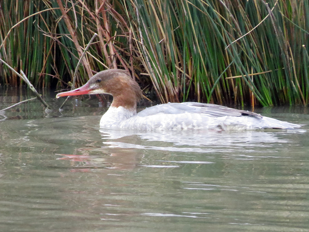 Goosander on site
