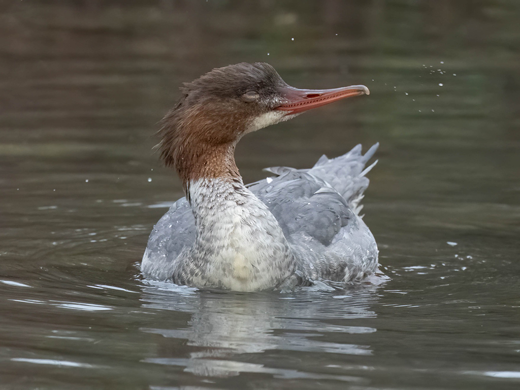 Goosander, gadwall and great egret
