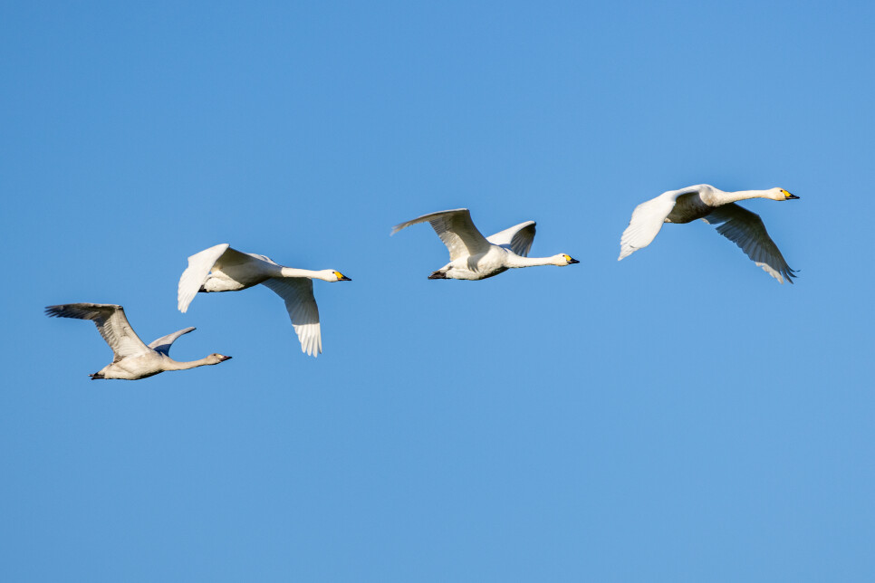 Bewick's swans return to WWT Slimbridge