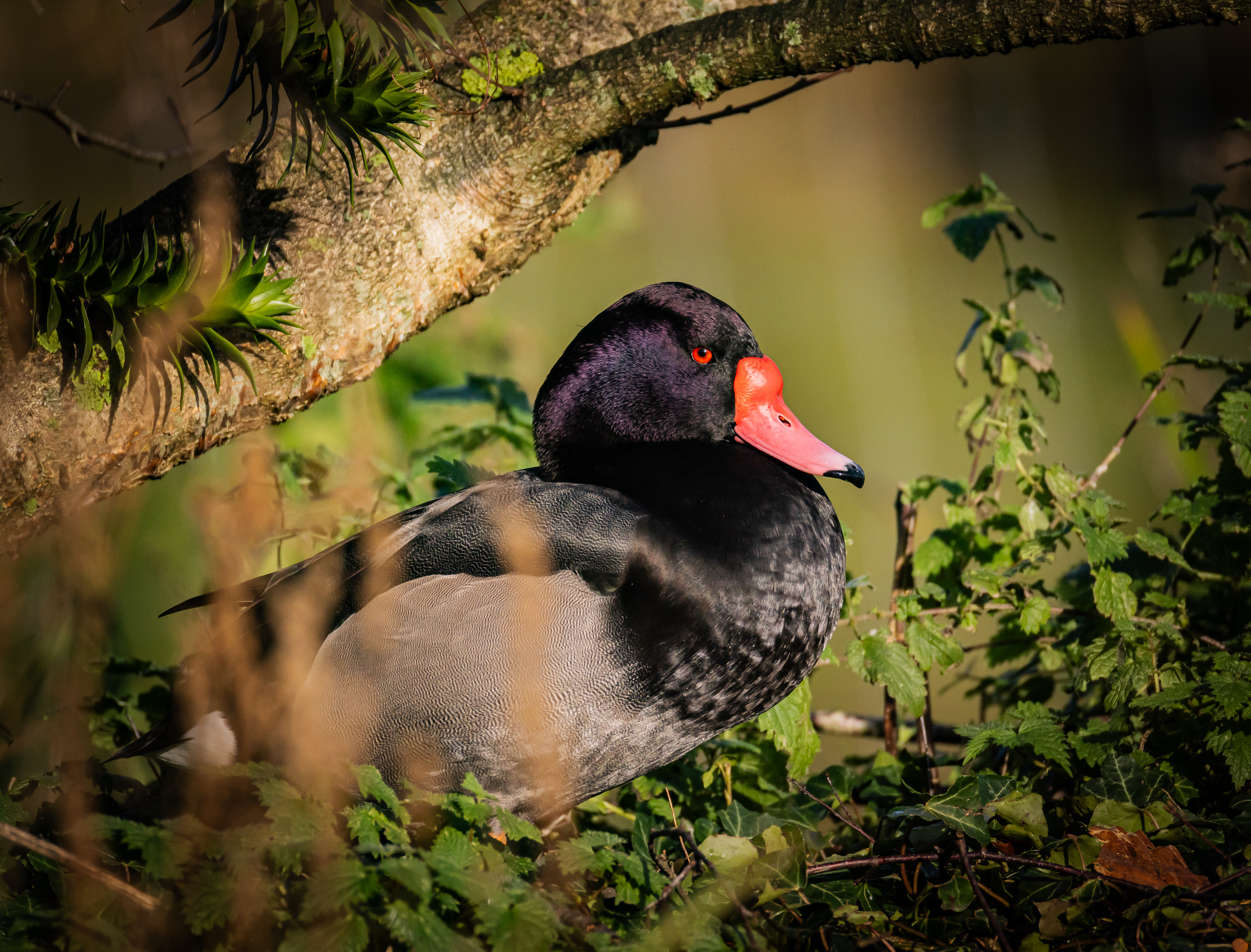 Beginner Wildlife Photography Workshop