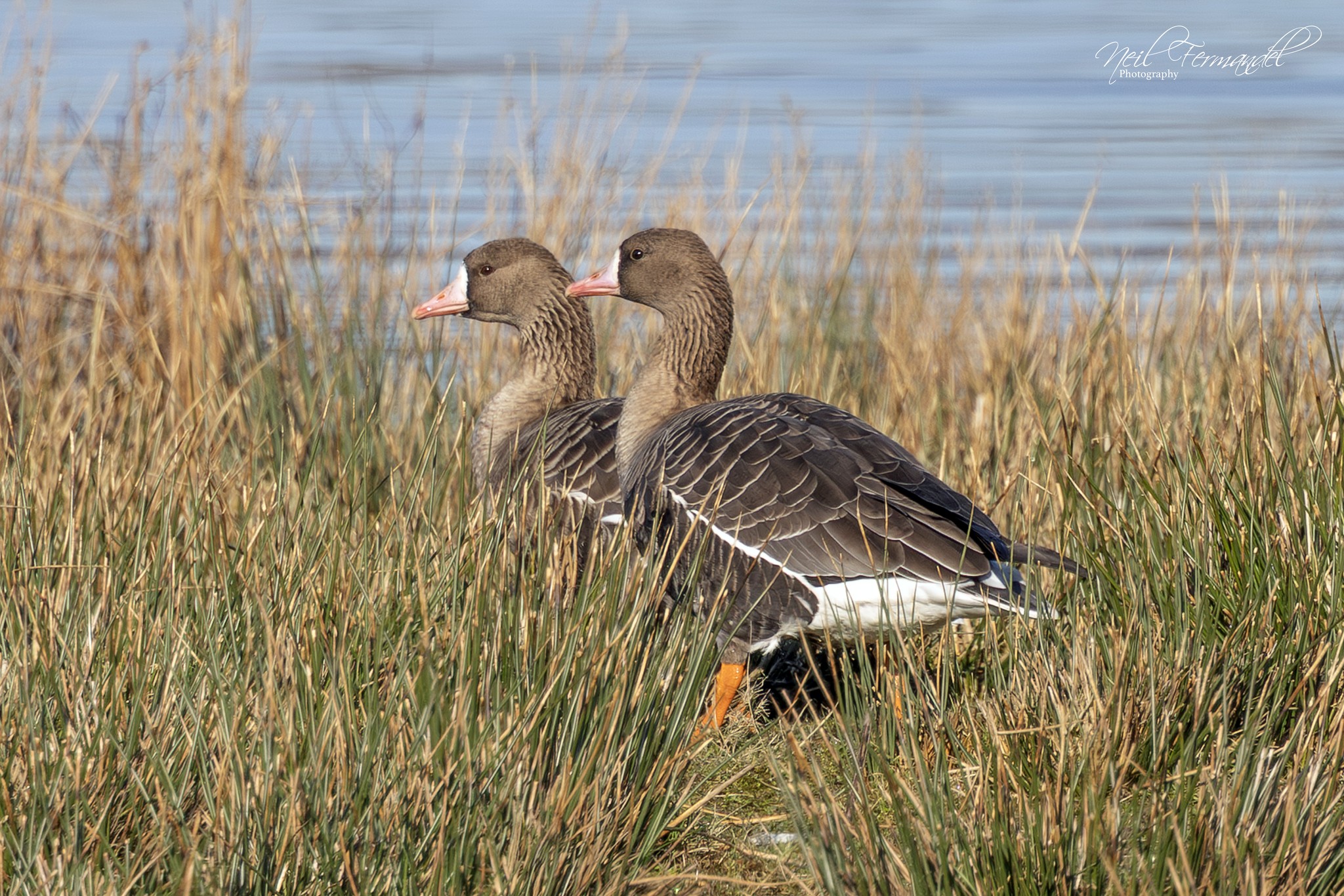Avocets, Otters and smart as paint Pintail