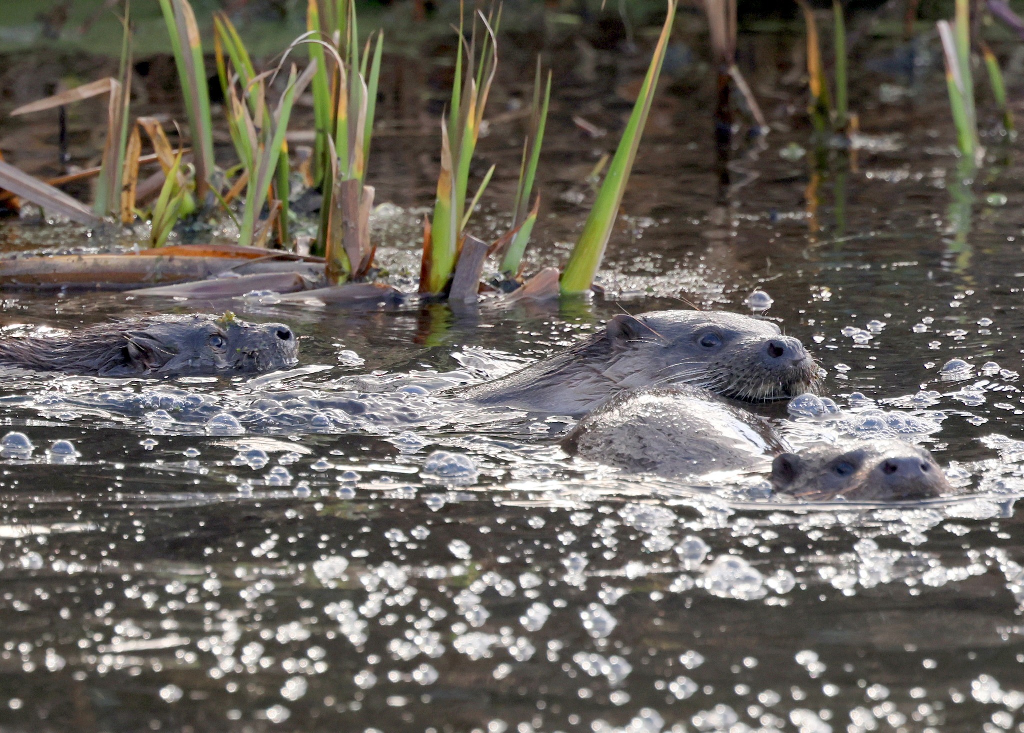 Peregrine Falcon, Cygnets, Bar-tailed Godwit, and a Great White Egret