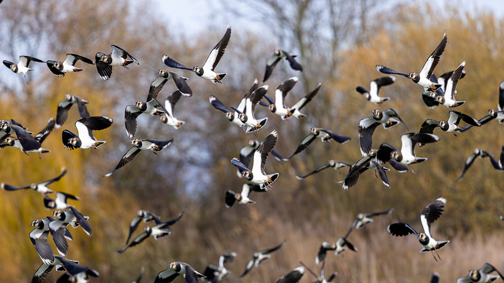 Lots of Lapwings