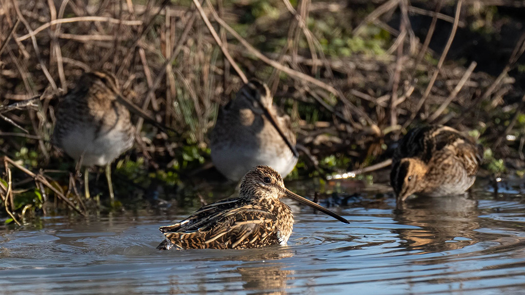 Secretive Snipe