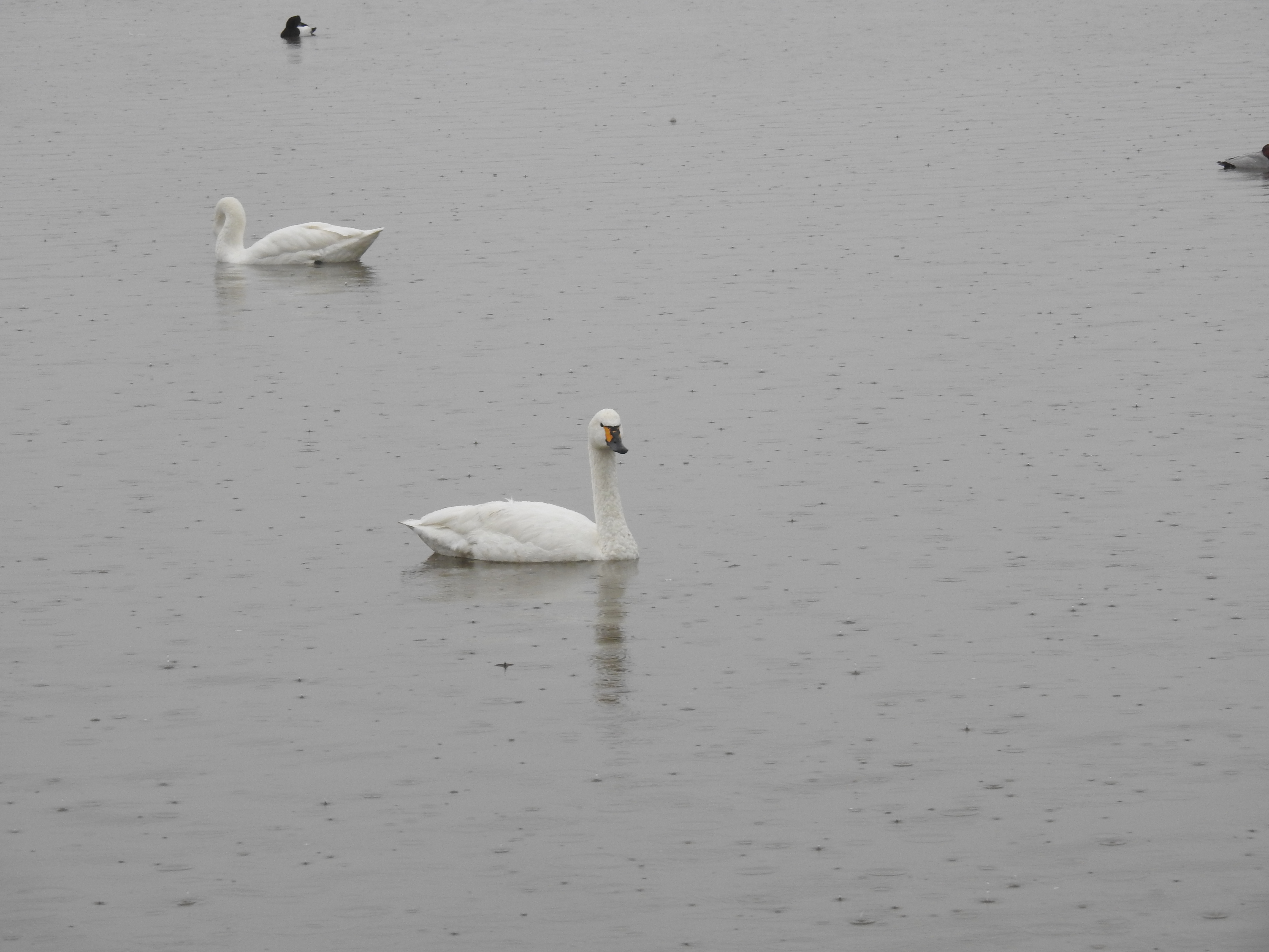 Bewick's swan, Galina, spotted in the UK for the first time after 20 years