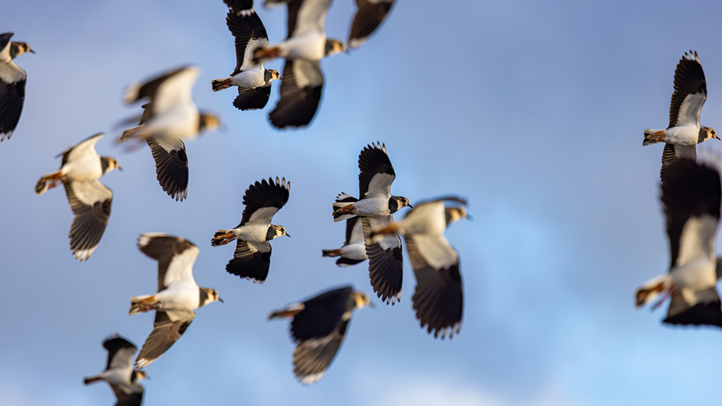Lapwing, cattle egrets & snipe