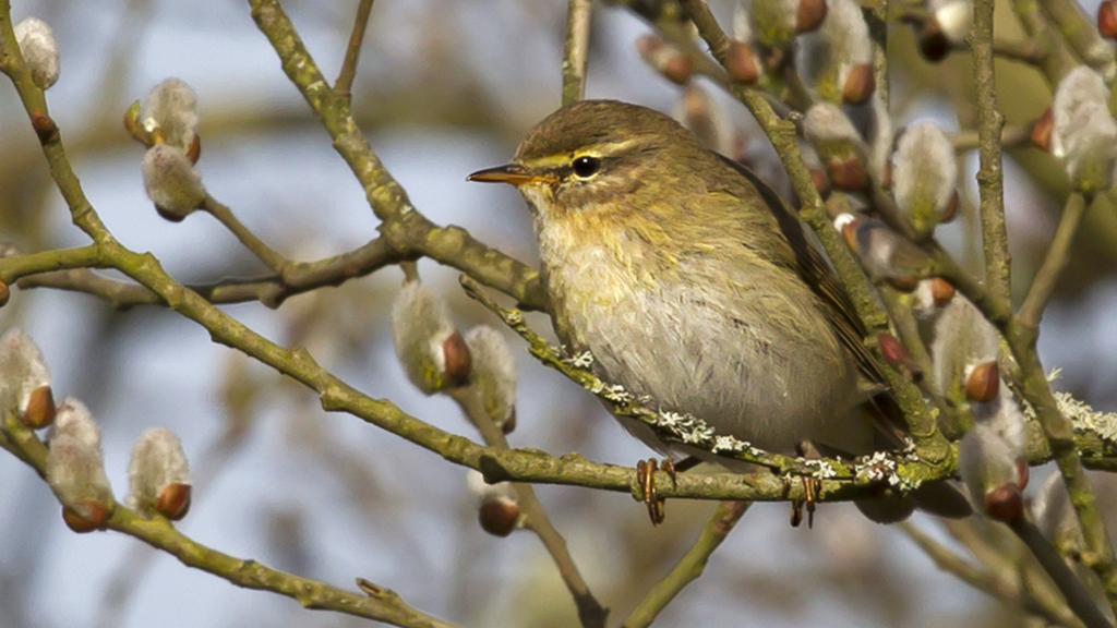 Chiffchaffs song announces spring