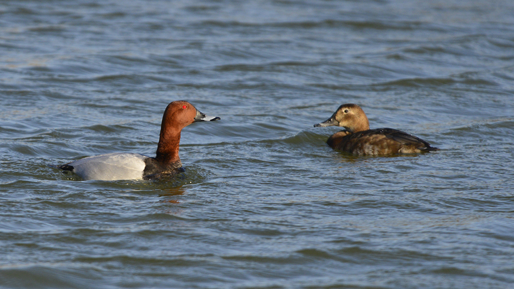 Plenty of pochards, displaying lapwing and mallard ducklings