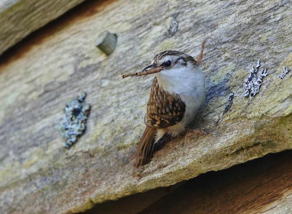 A Purple Heron and plenty of spring blooms and butterflies. Plus, the Pallid Harrier continues to delight!
