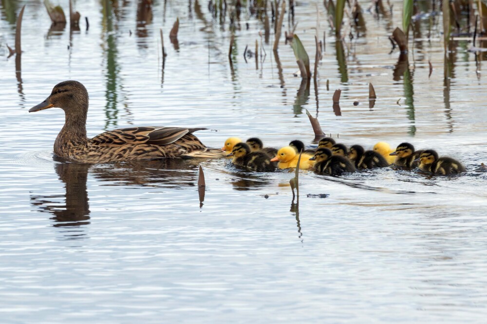 Fluffy broods appearing, Little Grebes dabbing, and Willow Warblers... well, warbling