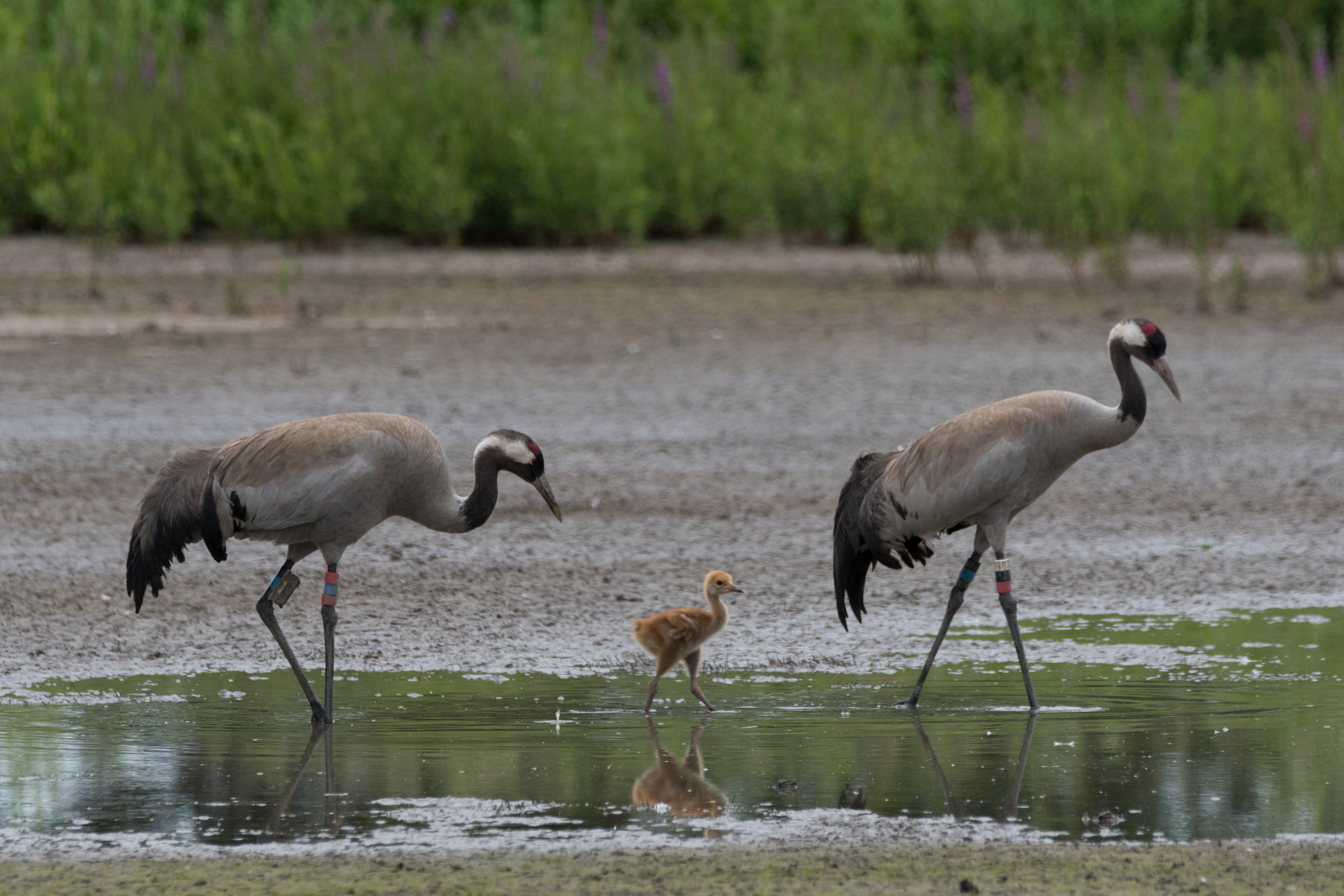 Record number of Cranes bred in UK in 2025