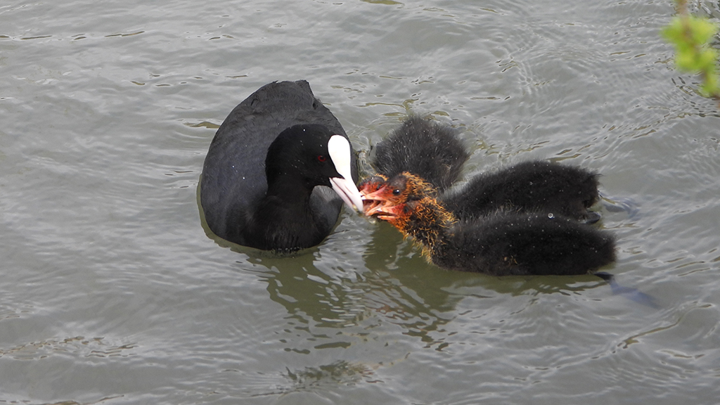 New life hatches out