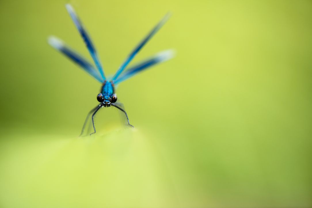 Dragonfly Safari – Reserve Warden Led