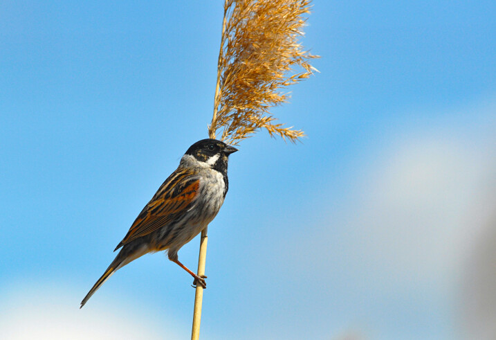 Bird Watch Morning