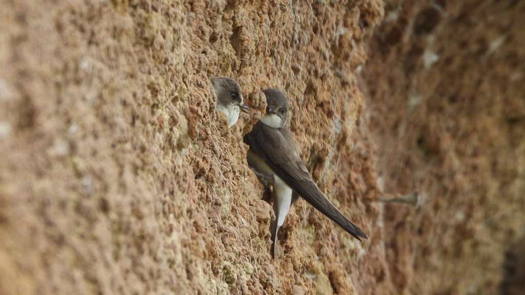 Sand martin feeding young, oystercatchers nesting, lapwing trying again