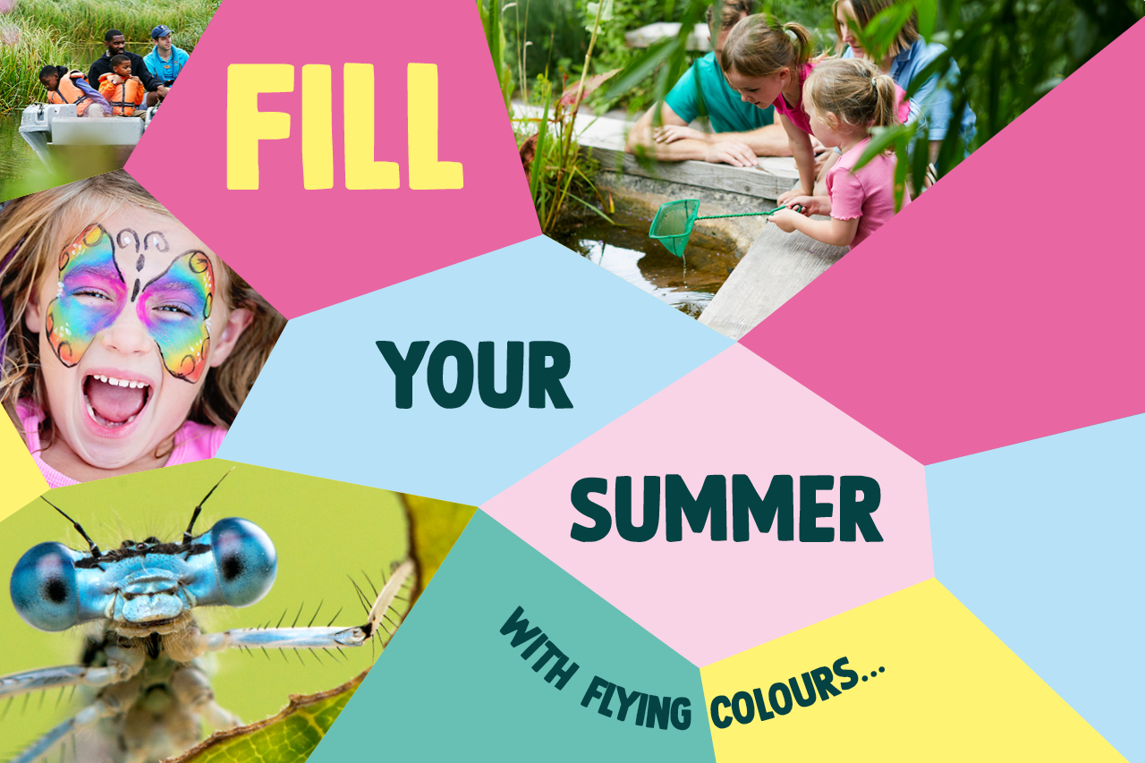 A colourful mosaic featuring images of damselflies, dragonflies, children and the text: Fill your summer with flying colours...