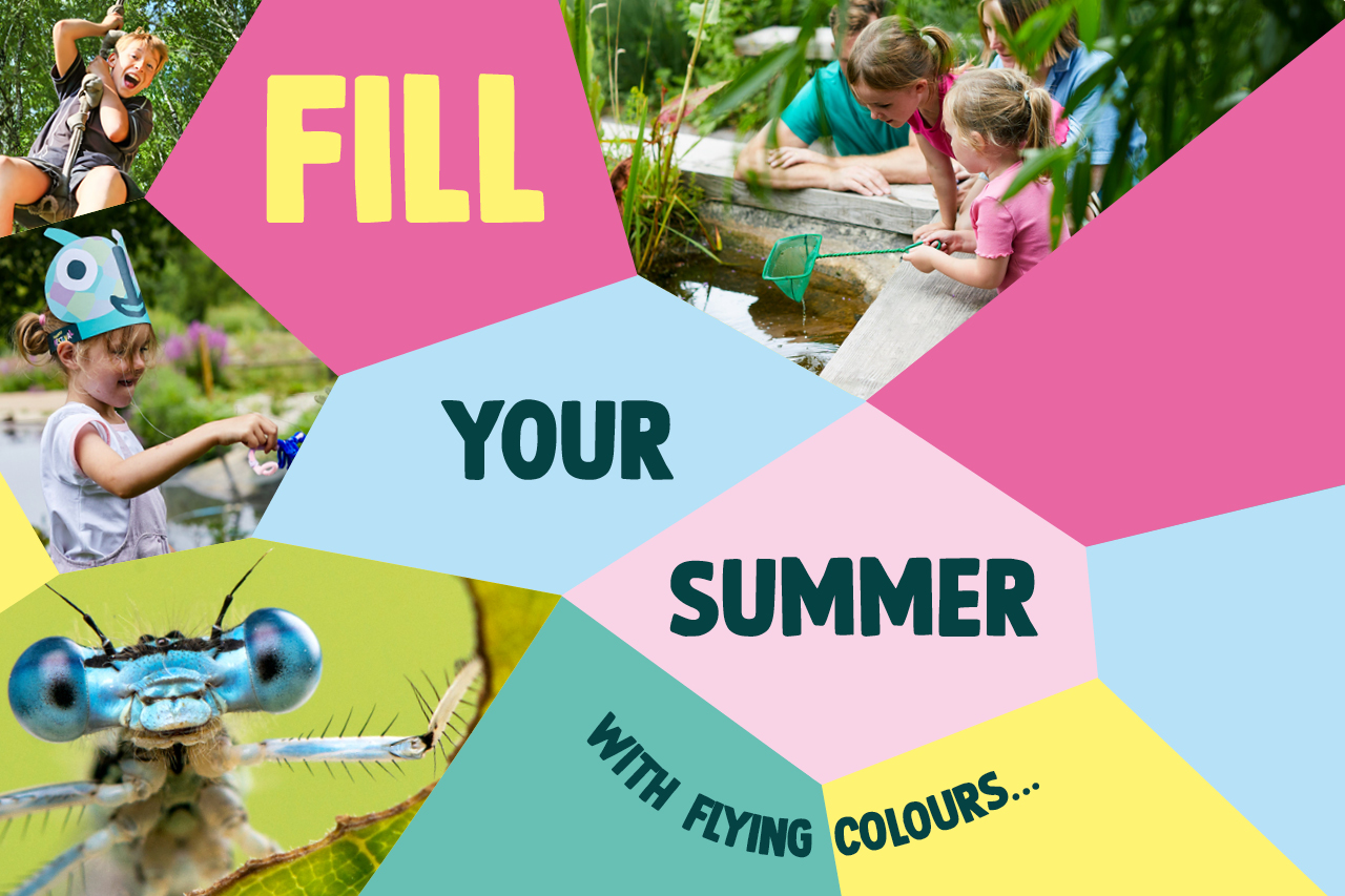 A colourful mosaic featuring images of damselflies, dragonflies, children and the text: Fill your summer with flying colours...