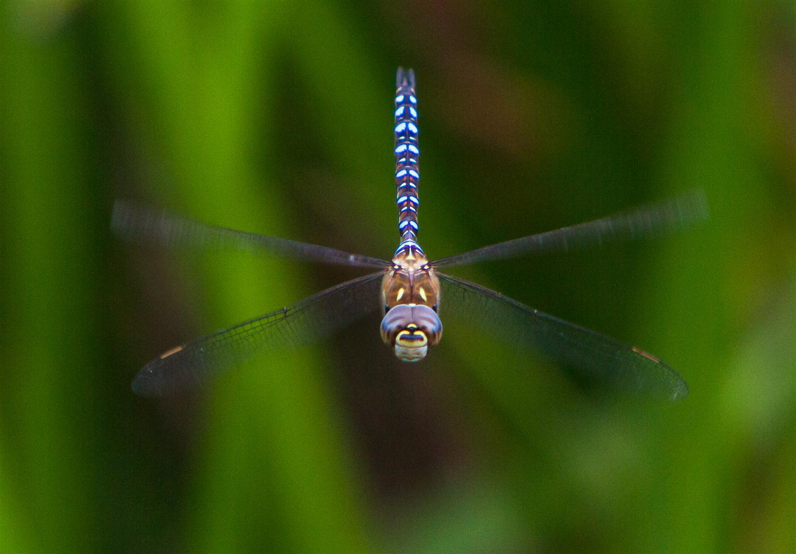 Dragonfly Safari – Reserve Warden Led