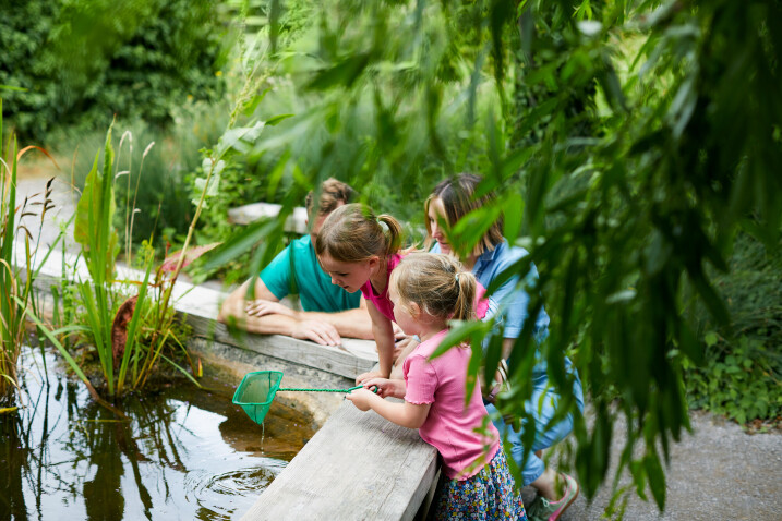 Dragonflies Take Centre Stage at WWT Castle Espie This Summer