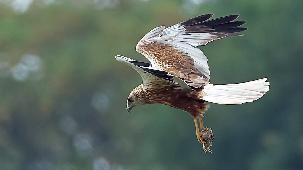 Marsh harrier and white-tailed eagle