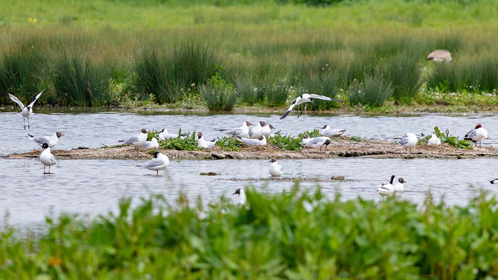 WWT Slimbridge early closure due to extreme heat