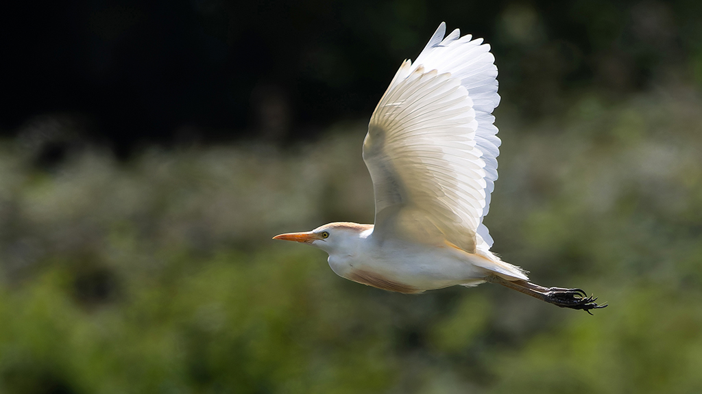 Mandarin ducks, cattle egrets and gadwall