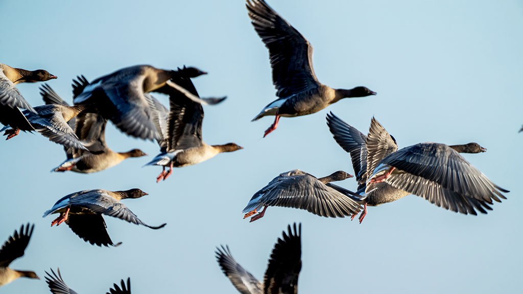 Goosefest