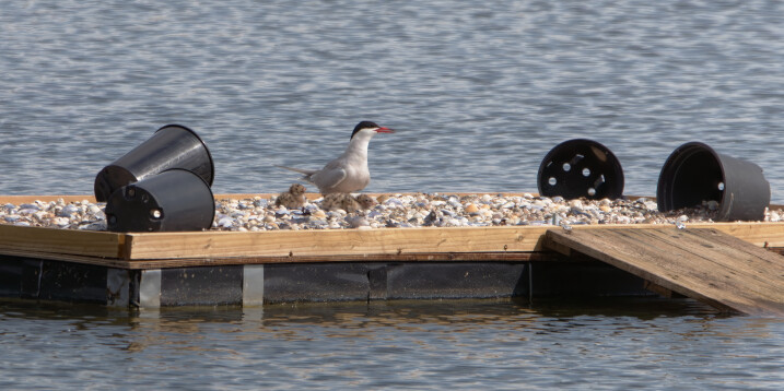 Welcoming Common Terns to WWT Castle Espie