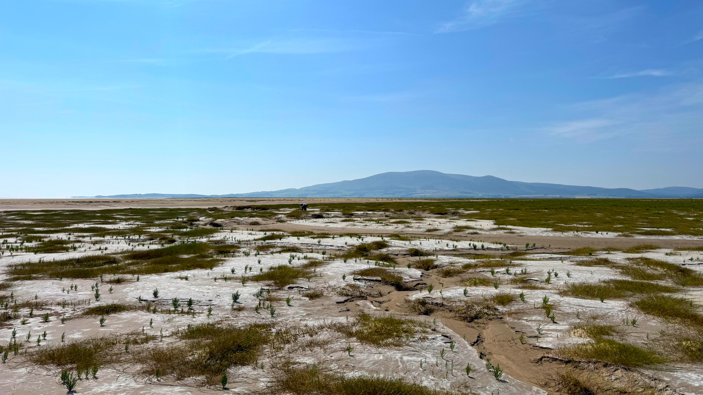 A Saltmarsh Extravaganza