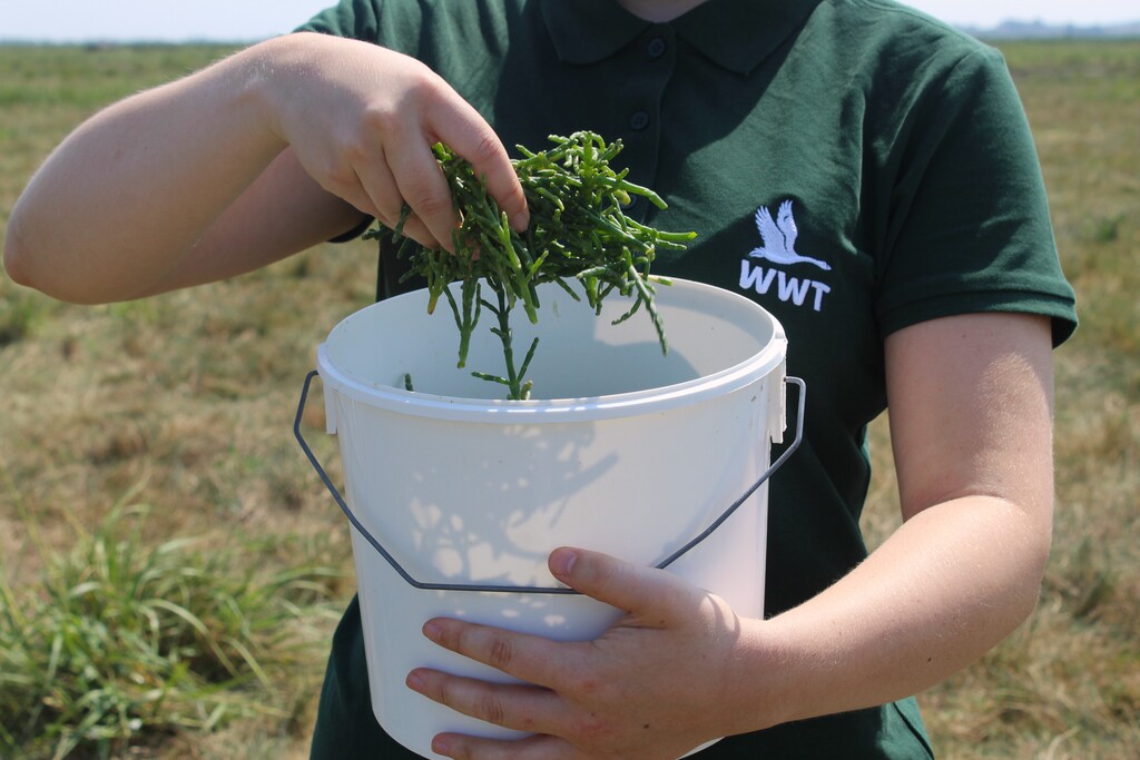 WWT saltmarsh samphire now on the menu in the Kingfisher Café