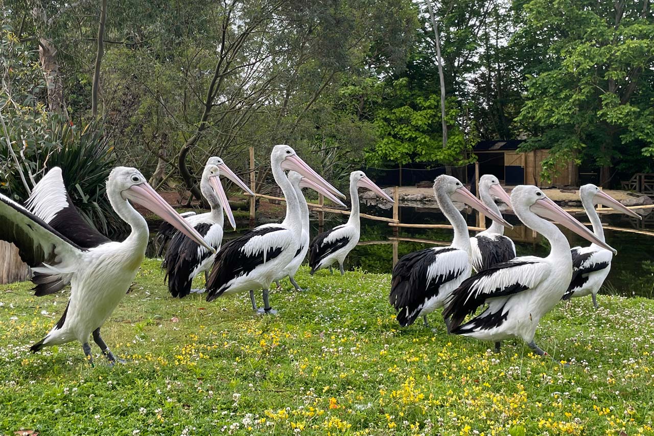 Pelican Creek
