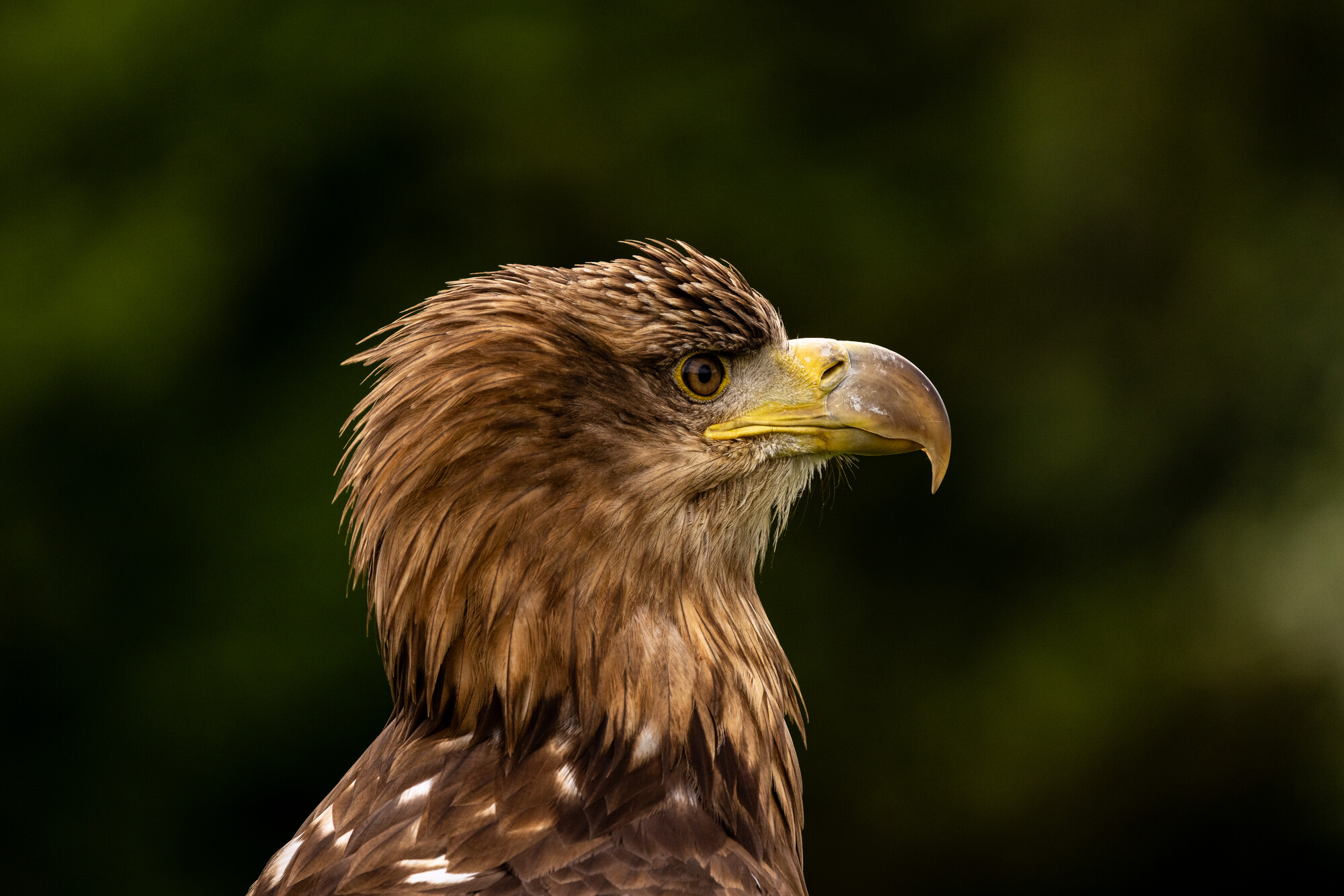 The eagle has landed!
