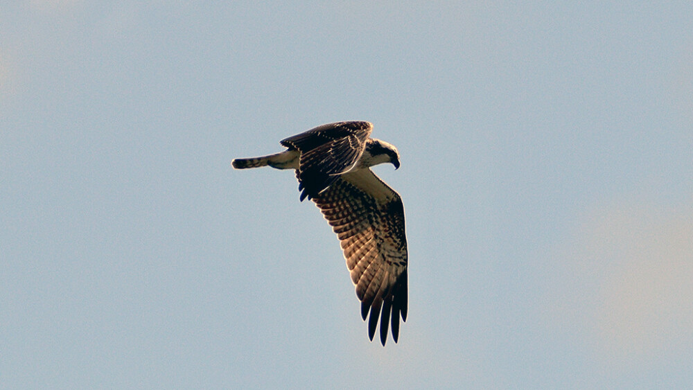Osprey and Kingfishers
