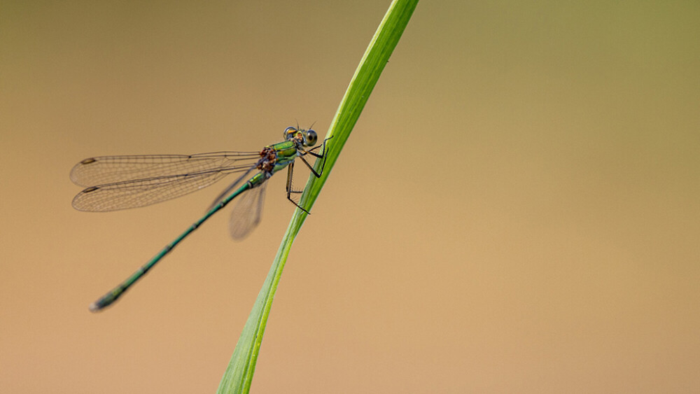 Dragonflies & Kingfishers