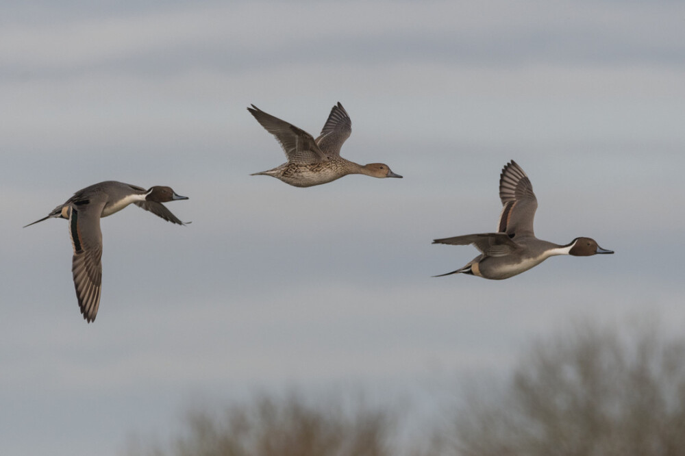 October's Feathered Feature: Northern Pintail