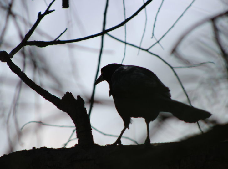 Birds of Myth & Superstition Walk