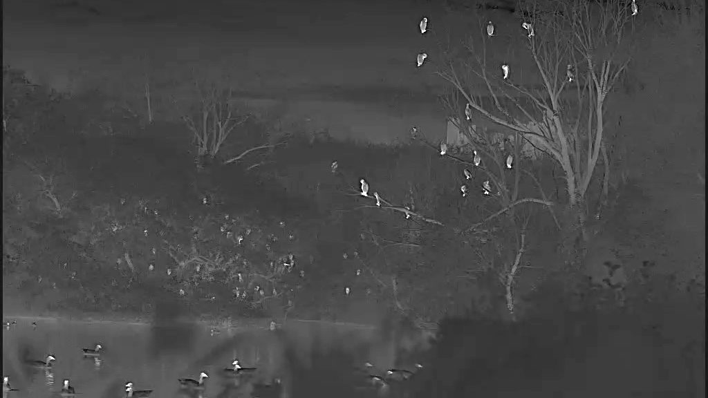 Cattle egret roost