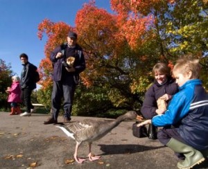 Hand-feeding geese in autumn.
