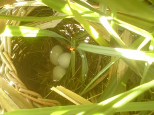 White-headed duck eggs in nestbasket.
