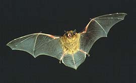 A pipistrelle bat in flight.