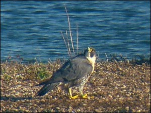 Peregrine on Main Lake - Mike Caiden