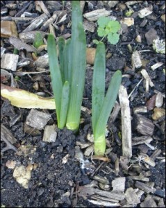 Daffodil shoots
