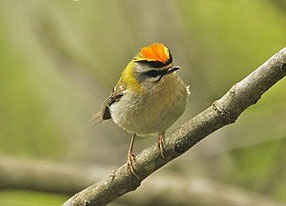 Firecrest by Pete Morris www.birdquest-tours.com